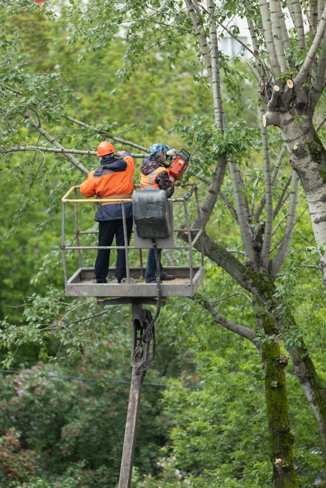 tree trimming services men working in sutter county